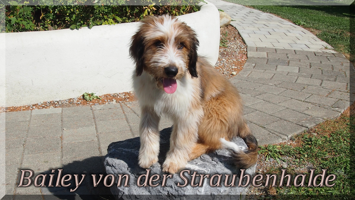 Bailey von der Straubenhalde